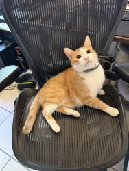 Lost Male Cat last seen Iowa St & Wyoming St , Westminster, CA 92683