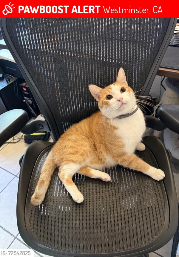 Lost Male Cat last seen Iowa St & Wyoming St , Westminster, CA 92683