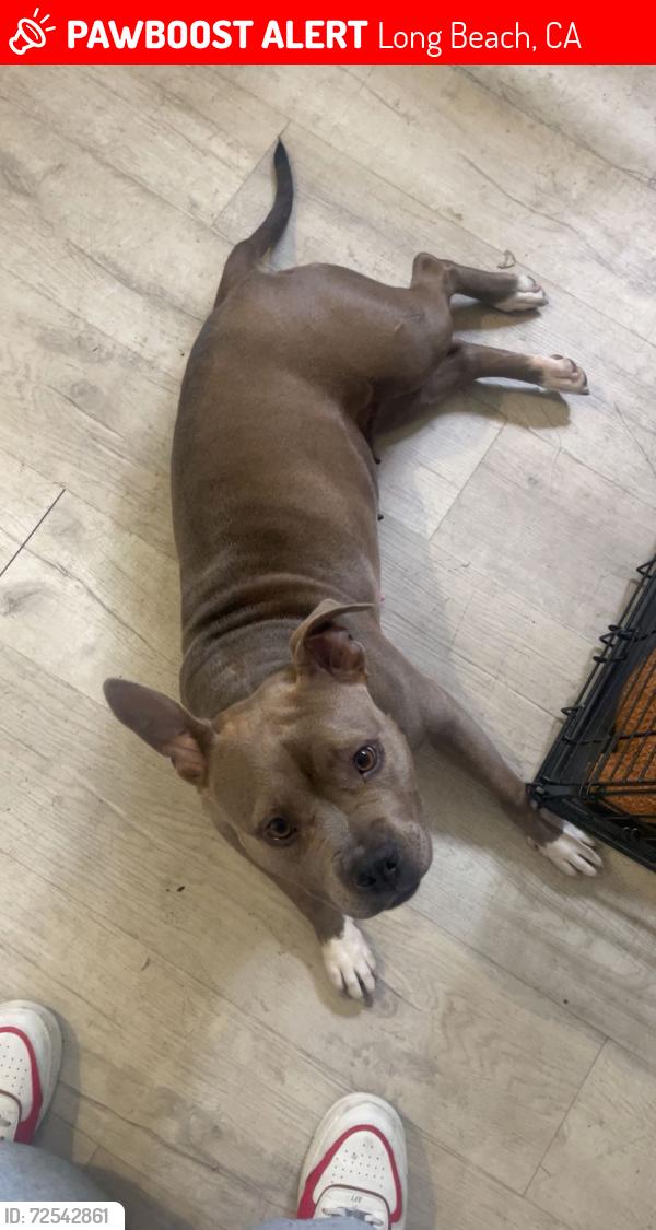 Lost Female Dog last seen MLK & PCH, Long Beach, CA 90813