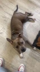 Lost Female Dog last seen MLK & PCH, Long Beach, CA 90813