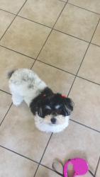 Lost Female Dog last seen Magnolia, Riverside, CA 92503