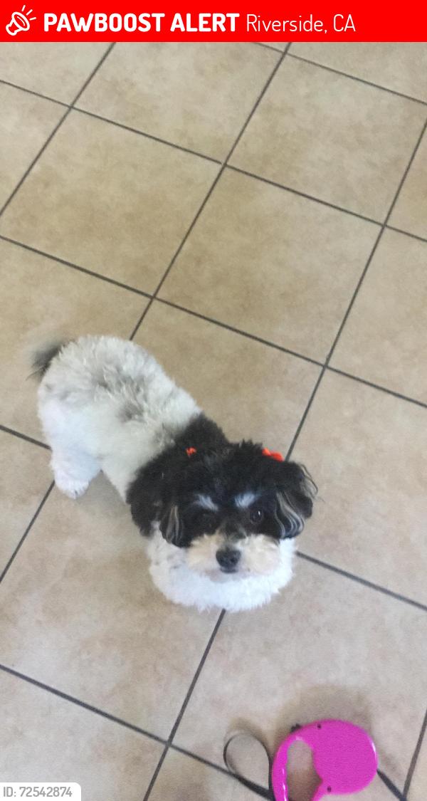 Lost Female Dog last seen Magnolia, Riverside, CA 92503