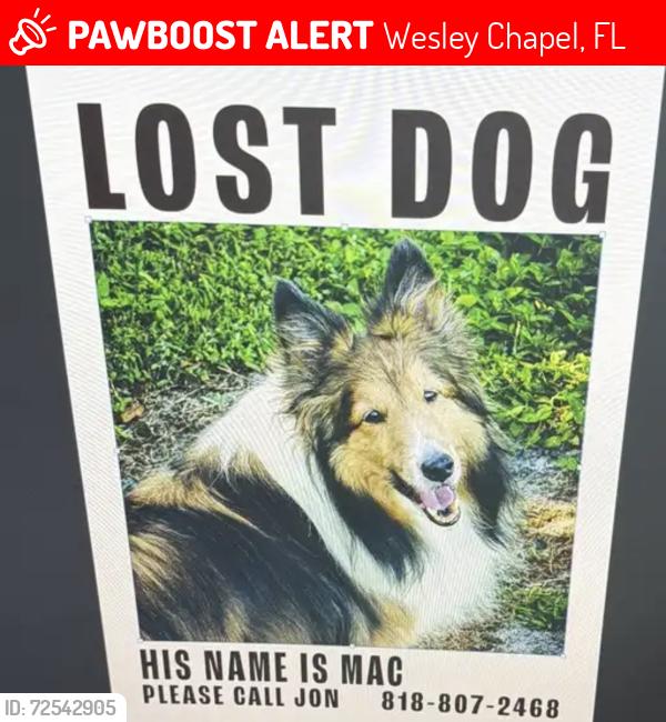 Lost Male Dog last seen Near Mansfield Blvd, Wesley Chapel, FL 33543, Wesley Chapel, FL 33543