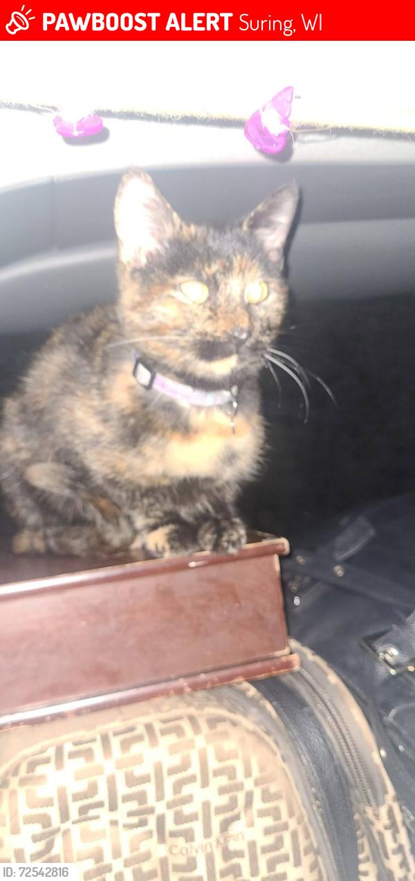 Lost Female Cat last seen Highway a, Suring, WI 54174