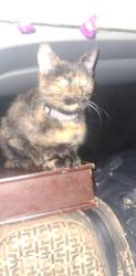 Lost Female Cat last seen Highway a, Suring, WI 54174