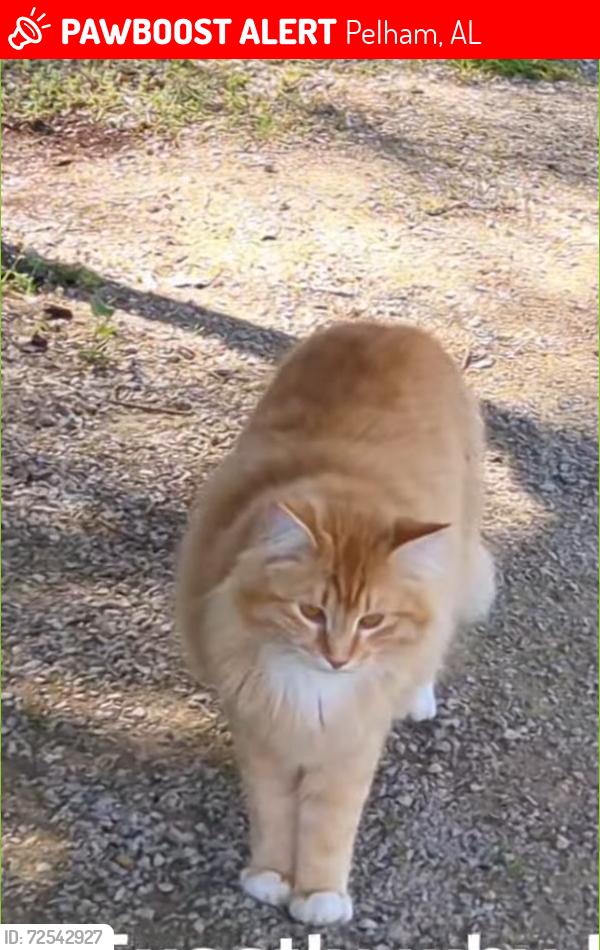 Lost Male Cat last seen Pelham, Al, Pelham, AL 35124