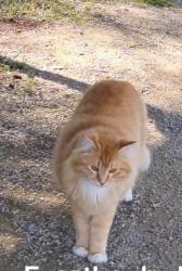 Lost Male Cat last seen Pelham, Al, Pelham, AL 35124