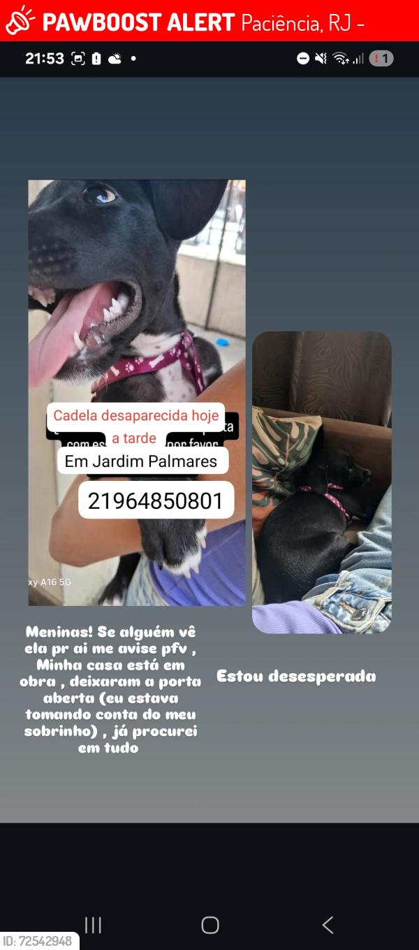 Lost Female Dog last seen Rua x paciência , Paciência, RJ 23065-580