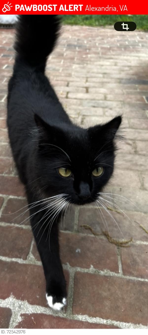 Lost Male Cat last seen Woodland, Wessynton, Mt Vernon, Alexandria, VA 22309