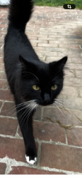 Lost Male Cat last seen Woodland, Wessynton, Mt Vernon, Alexandria, VA 22309