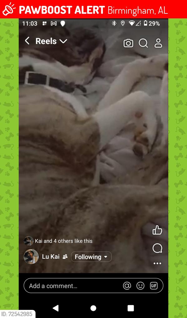 Lost Male Dog last seen Birmingham , Birmingham, AL 35203