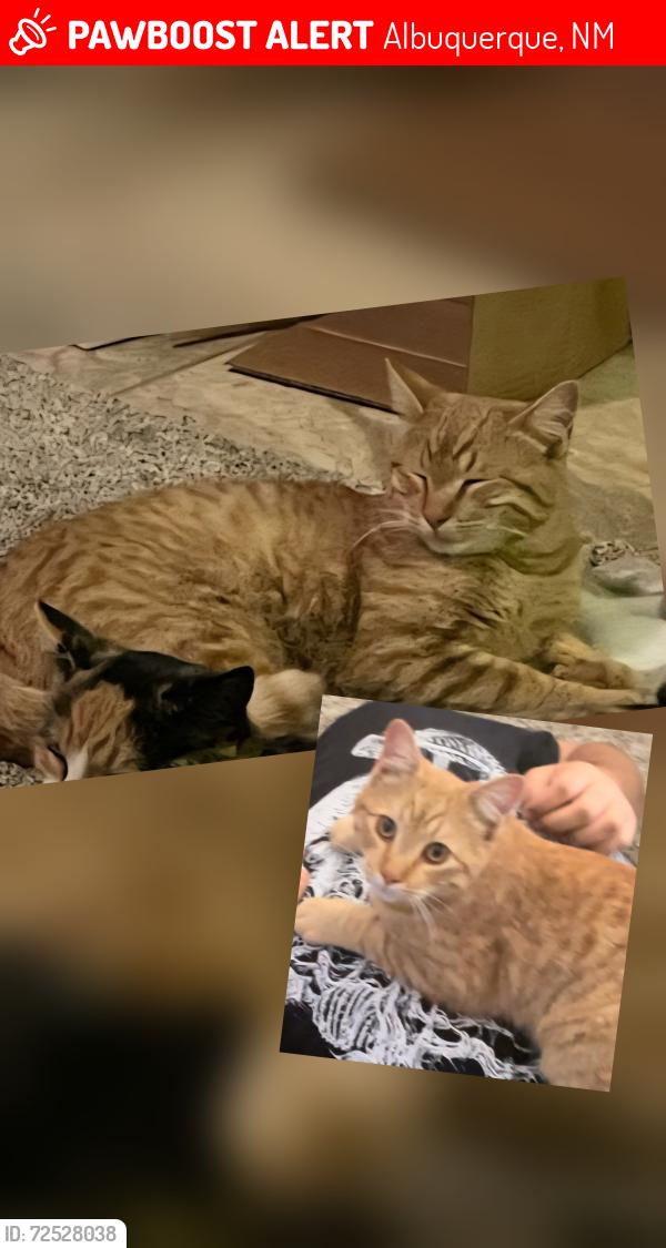 Lost Male Cat last seen Susy St. SW and Shirk Lane SW, Albuquerque, NM 87105