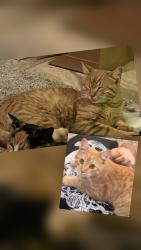 Lost Male Cat last seen Susy St. SW and Shirk Lane SW, Albuquerque, NM 87105