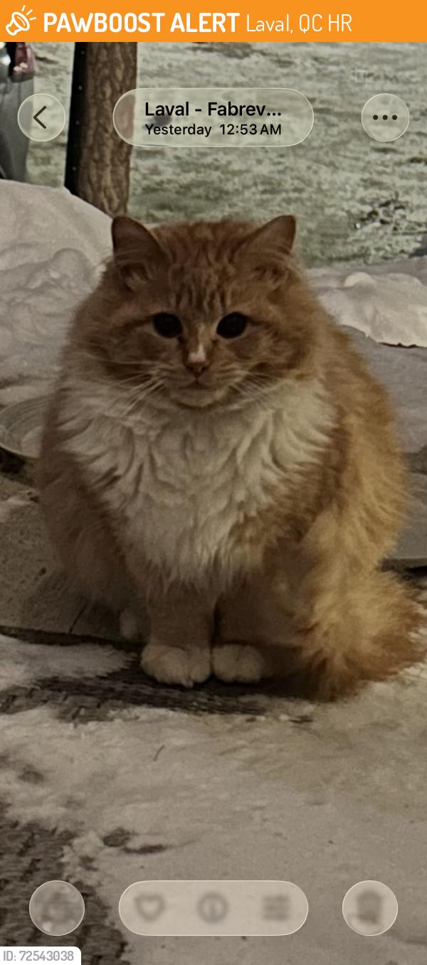 Found/Stray Unknown Cat last seen Rue du Phare, Laval , Laval, QC H7R