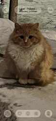 Found/Stray Unknown Cat last seen Rue du Phare, Laval , Laval, QC H7R