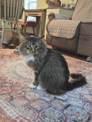 Found/Stray Male Cat last seen Behind Gary Drive se. Near retreat street, Bolivia, Bolivia, NC 28422
