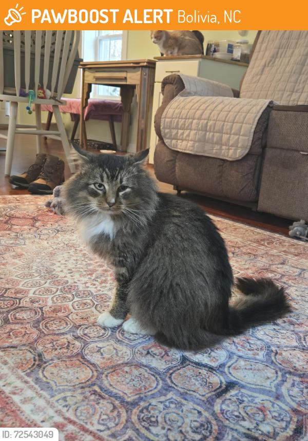 Found/Stray Male Cat last seen Behind Gary Drive se. Near retreat street, Bolivia, Bolivia, NC 28422