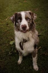 Lost Male Dog last seen Ball hollow Branch rd / Mack Branch rd , Giles County, TN 38472