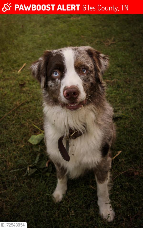 Lost Male Dog last seen Ball hollow Branch rd / Mack Branch rd , Giles County, TN 38472