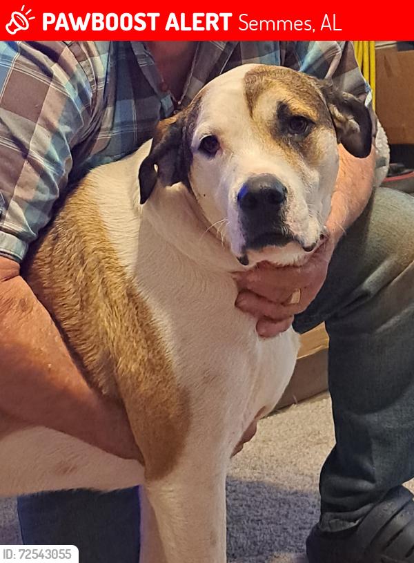 Lost Female Dog last seen Newburn Rd and 158, Semmes, AL 36613