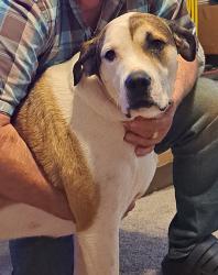 Lost Female Dog last seen Newburn Rd and 158, Semmes, AL 36613