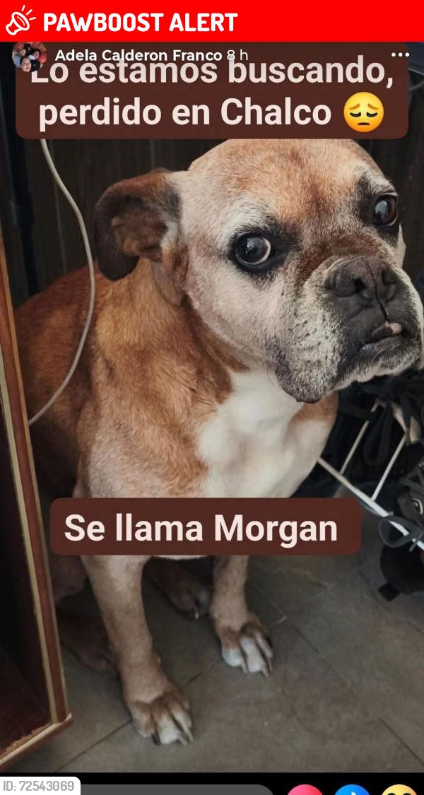 Lost Male Dog last seen Ignacio Allende y calle reforma , Chalco de Díaz Covarrubias, Méx. 56600