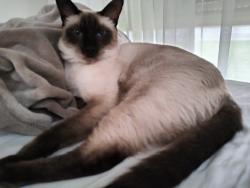 Lost Female Cat last seen Denman camp road, Scarness, QLD 4655