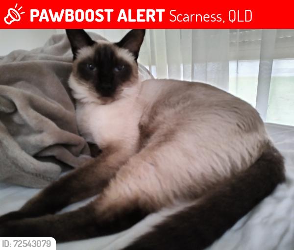 Lost Female Cat last seen Denman camp road, Scarness, QLD 4655