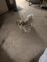 Lost Male Dog last seen N. Champion Ave, Columbus, OH 43203