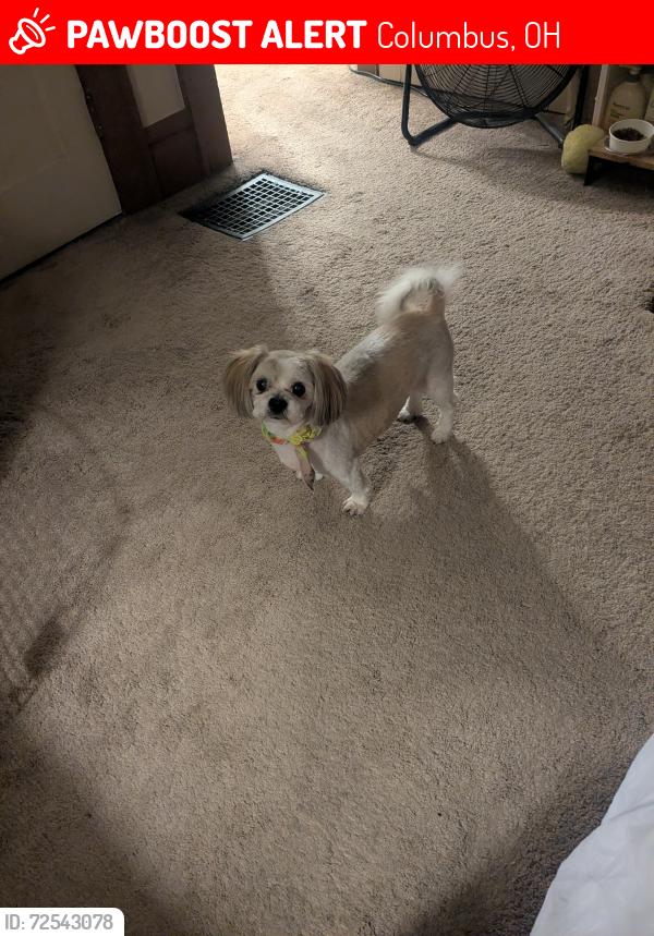 Lost Male Dog last seen N. Champion Ave, Columbus, OH 43203