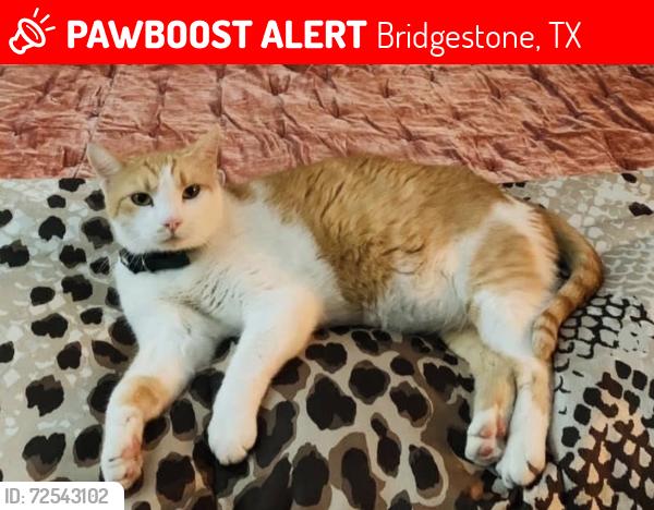 Lost Male Cat last seen Bridgestone/Pineville Lane, Bridgestone, TX 77388
