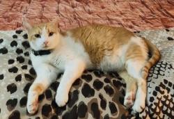 Lost Male Cat last seen Bridgestone/Pineville Lane, Bridgestone, TX 77388