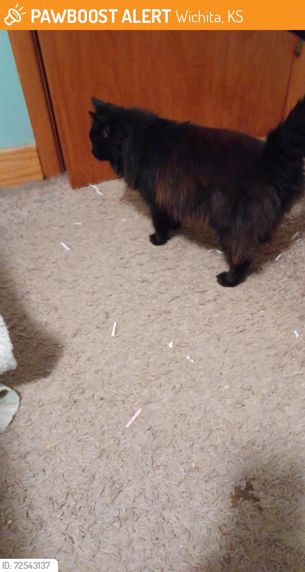 Found/Stray Unknown Cat last seen Mt Vernon , Wichita, KS 67207