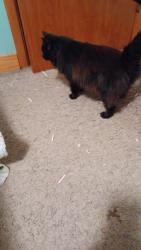 Found/Stray Unknown Cat last seen Mt Vernon , Wichita, KS 67207