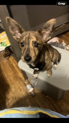 Lost Male Dog last seen Spencer Park, Terre Haute, IN 47807