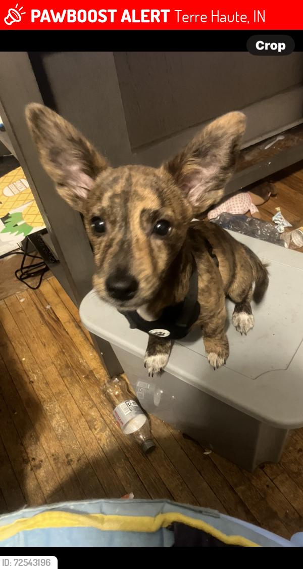 Lost Male Dog last seen Spencer Park, Terre Haute, IN 47807