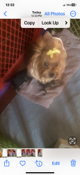 Lost Female Dog last seen Favor st , Oakland, CA 94621