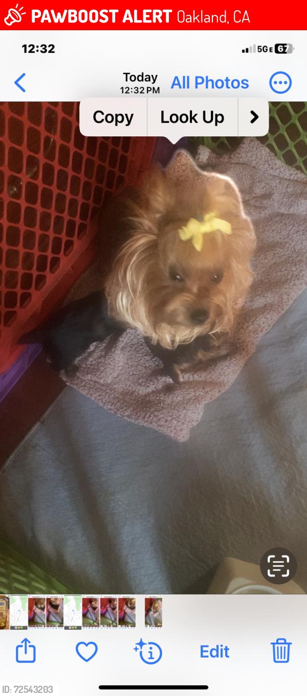 Lost Female Dog last seen Favor st , Oakland, CA 94621