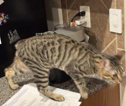 Lost Male Cat last seen Between the hills of river mist and Rivermist , San Antonio, TX 78249