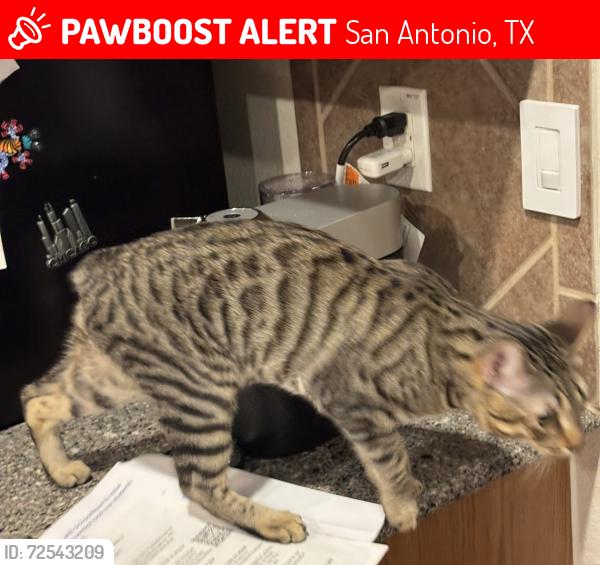 Lost Male Cat last seen Between the hills of river mist and Rivermist , San Antonio, TX 78249