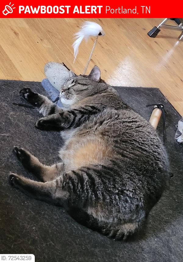 Lost Female Cat last seen Hwy 76 - Wilkerson lane , Portland, TN 37148