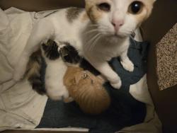 Lost Female Cat last seen Durango creek subdivision , Magnolia, TX 77354