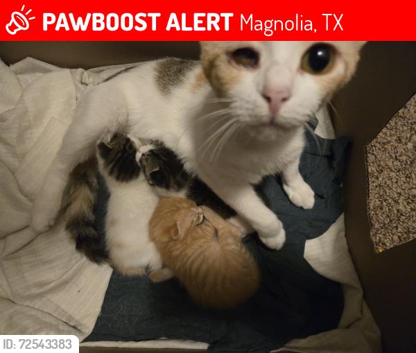 Lost Female Cat last seen Durango creek subdivision , Magnolia, TX 77354