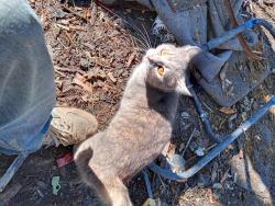 Lost Female Cat last seen Grand blvd, University blvd , Hamilton, OH 45011
