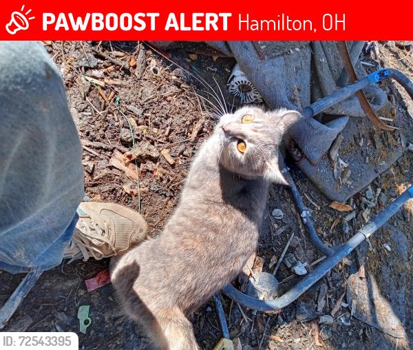 Lost Female Cat last seen Grand blvd, University blvd , Hamilton, OH 45011