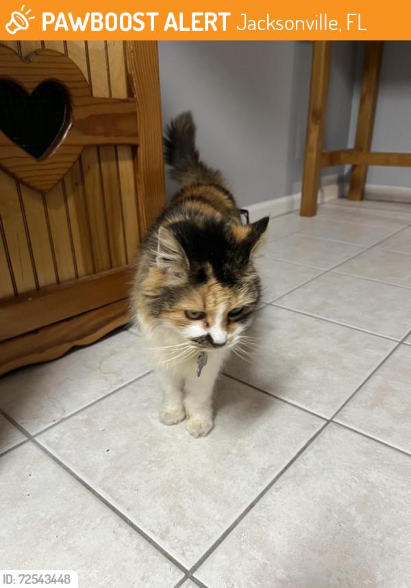 Found/Stray Unknown Cat last seen Joeandy and Naugatuck, Jacksonville, FL 32225