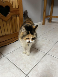 Found/Stray Unknown Cat last seen Joeandy and Naugatuck, Jacksonville, FL 32225