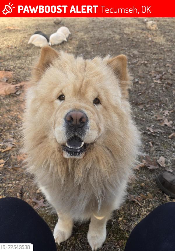 Lost Male Dog last seen Between Little River Rd. & Coker Rd. In Tecumseh, Ok, Tecumseh, OK 74873