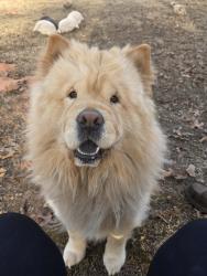 Lost Male Dog last seen Between Little River Rd. & Coker Rd. In Tecumseh, Ok, Tecumseh, OK 74873