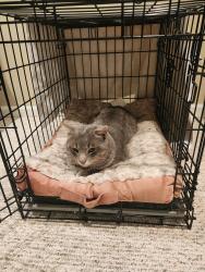 Found/Stray Male Cat last seen Drew Ave. and McKitrick Blvd. Columbus Ohio 43235, Columbus, OH 43235